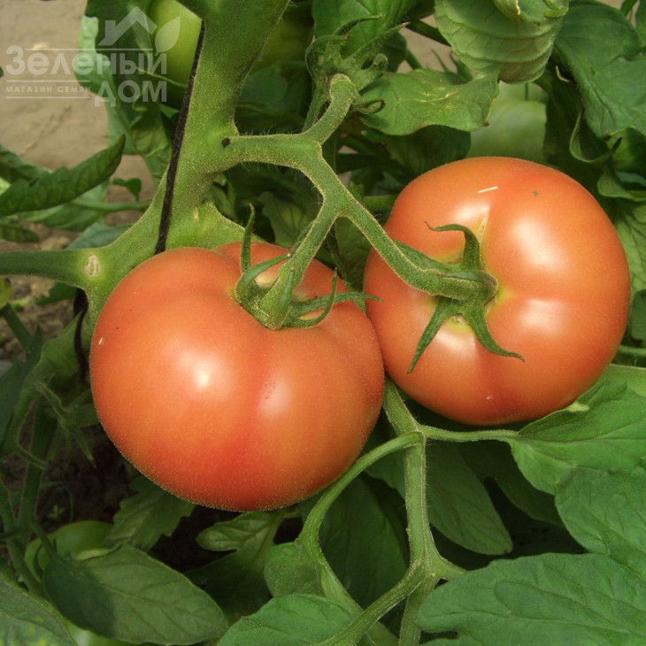 Загадка рожева / Zagadka rozheva, 80-85 днів фото 1