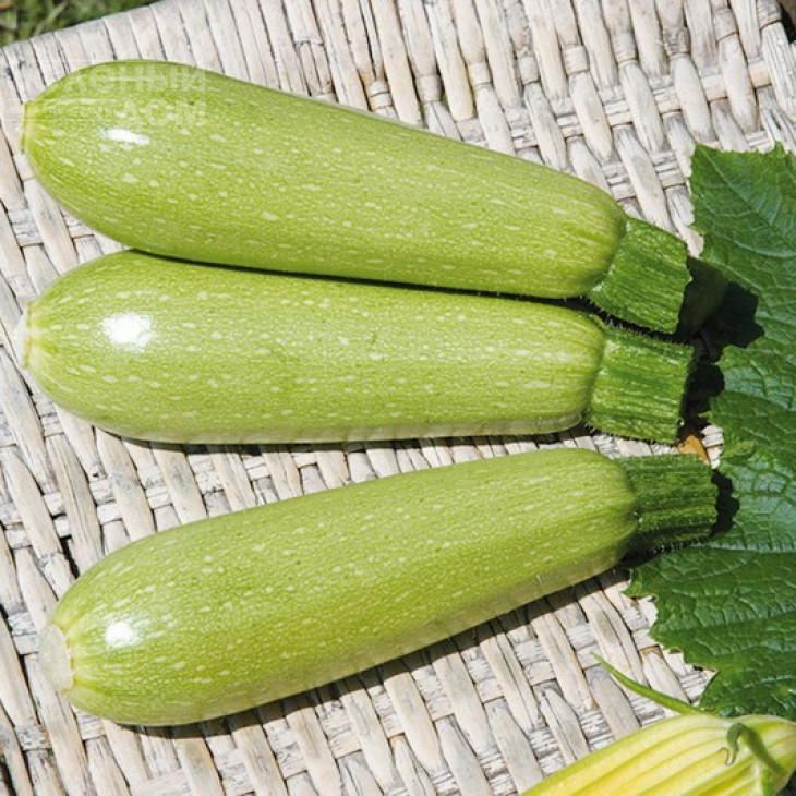 Супер Донія F1 / Super Doniya F1,40-45 днів фото 2