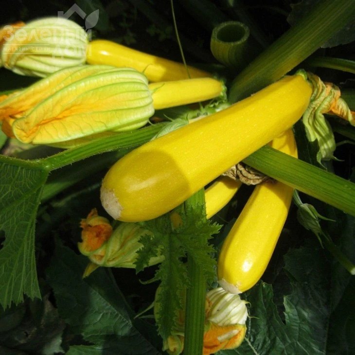 Мери Голд F1 / Meri Gold F1,40-45 дней фото 1