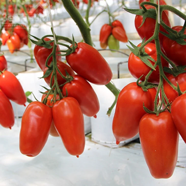 Айдар F1 / Ajdar F1,70-75 дней фото 5