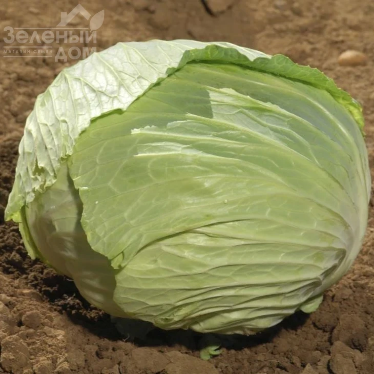 Свити F1 / Sviti F1, 80-90 дней фото 3