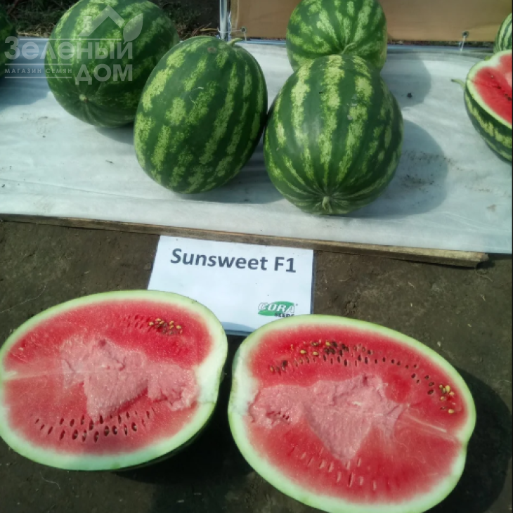 Сансвіт F1 / Sunsweet F1 фото 2