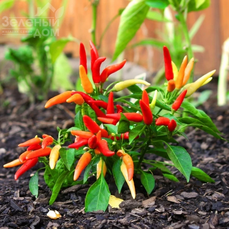 Поупила / Poupila фото 1