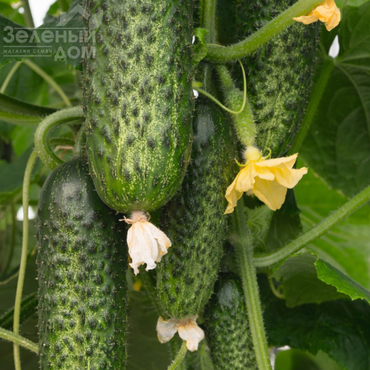 Амарок F1 / Amarok F1,45-50 днів фото 1