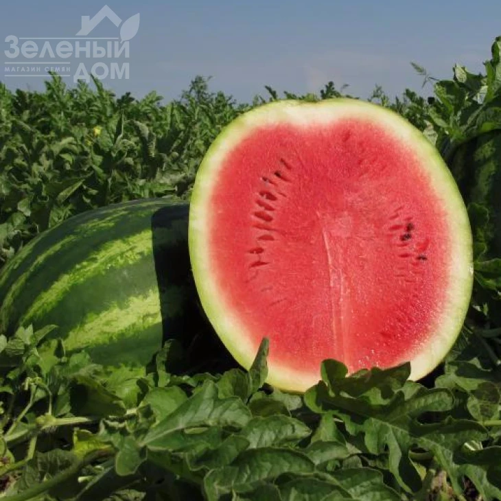 Кримсон Руби F1 / Cromson Ruby F1,65-70 дней фото 1