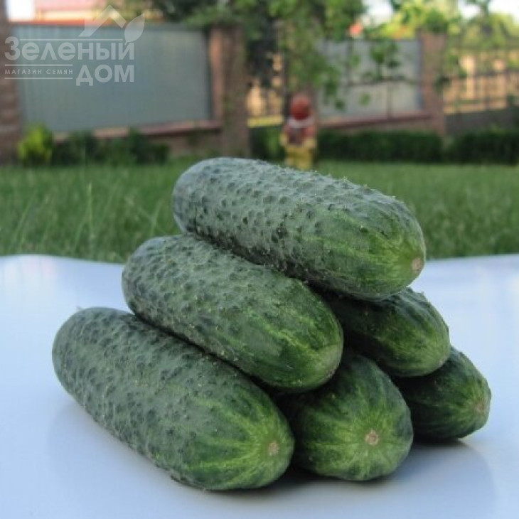 Джустіна F1 / Justina F1,45-50 днів фото 2