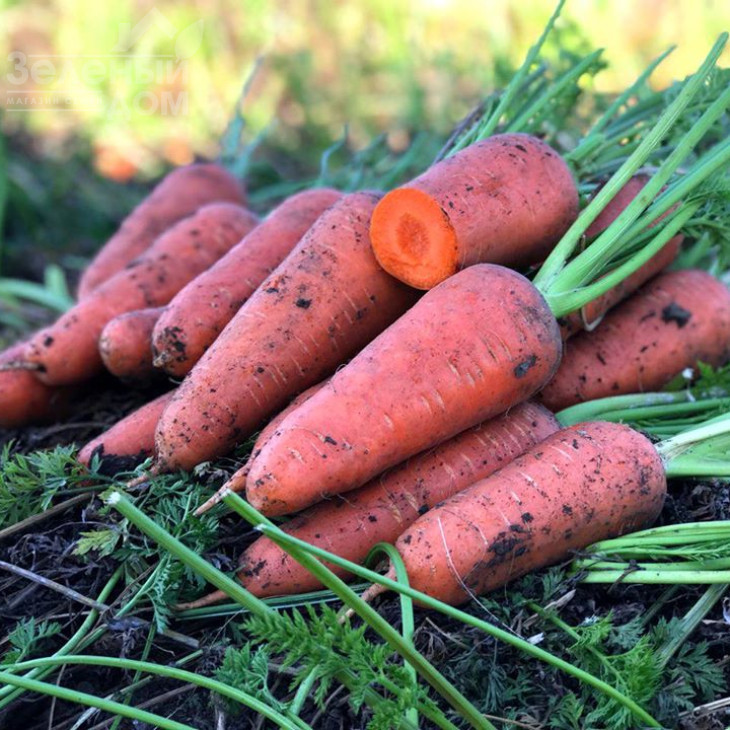 Емперор F1 / Emperor F1,100-110 днів фото 1