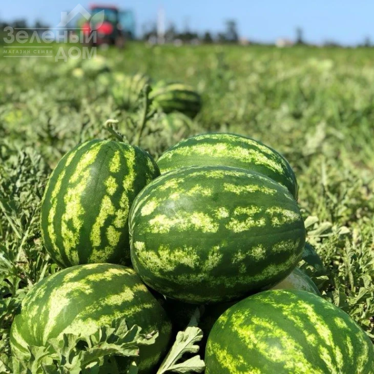 Балатон F1 / Balaton F1, 60-62 дня фото 2