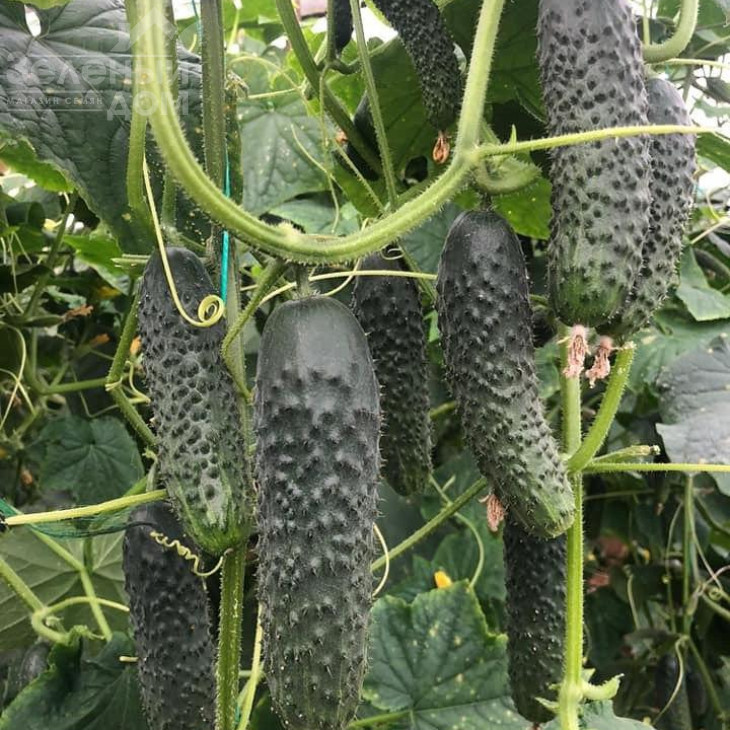 152-175 F1 / 152-175 F1,40-45 днів фото 4