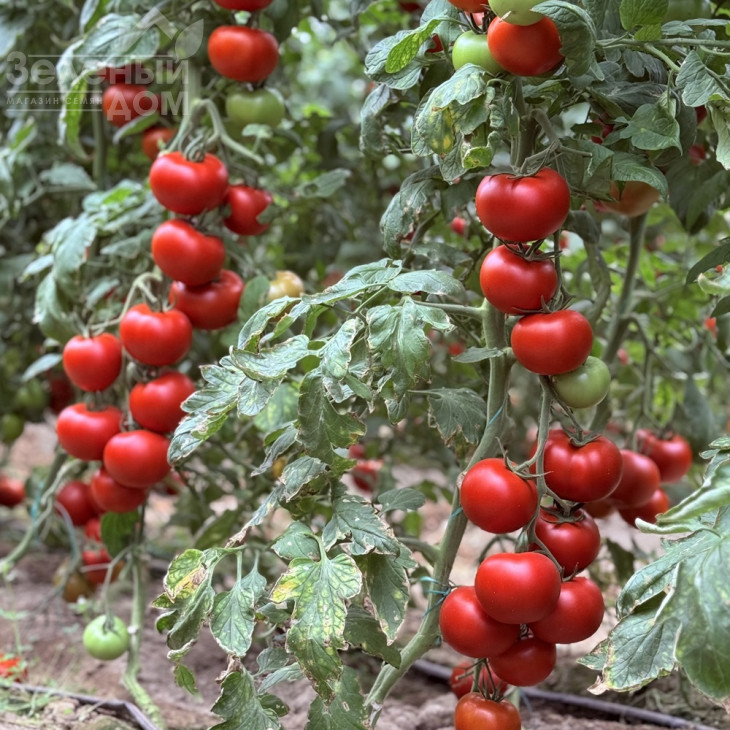 Гранада F1 / Granada F1, 68-70 днів фото 1