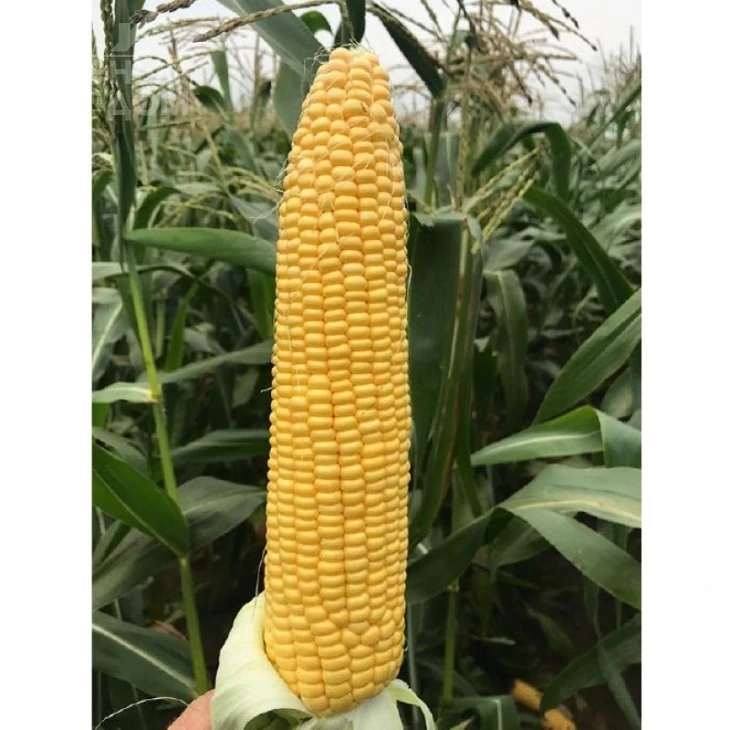 Драйвер F1 / Drayver F1 фото 3