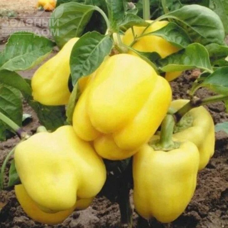 Минерва F1 / Minerva F1,70 дней фото 2