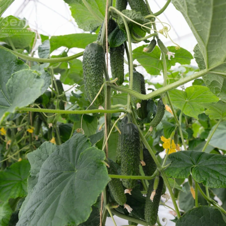 Анзор F1 / Ansor F1,40-45 дней фото 2