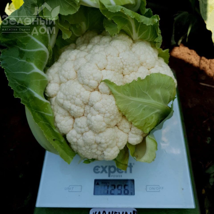 Карневал F1 / Karneval F1, 65-75 днів фото 2