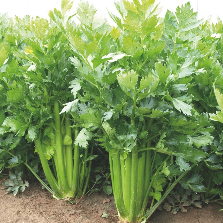 Сієнна F1 / Sienna F1 фото 4