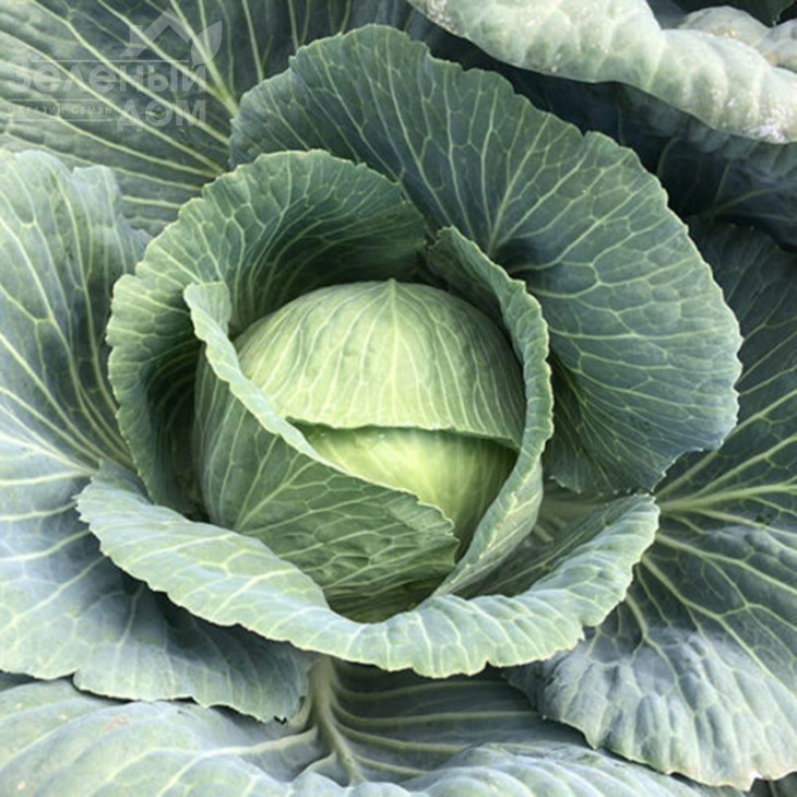 Кентуккі F1 / Kentukky F1,80-85 днів фото 5