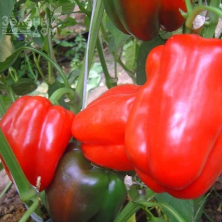 Гігант F1 / Gigant F1,65-70 днів фото 1