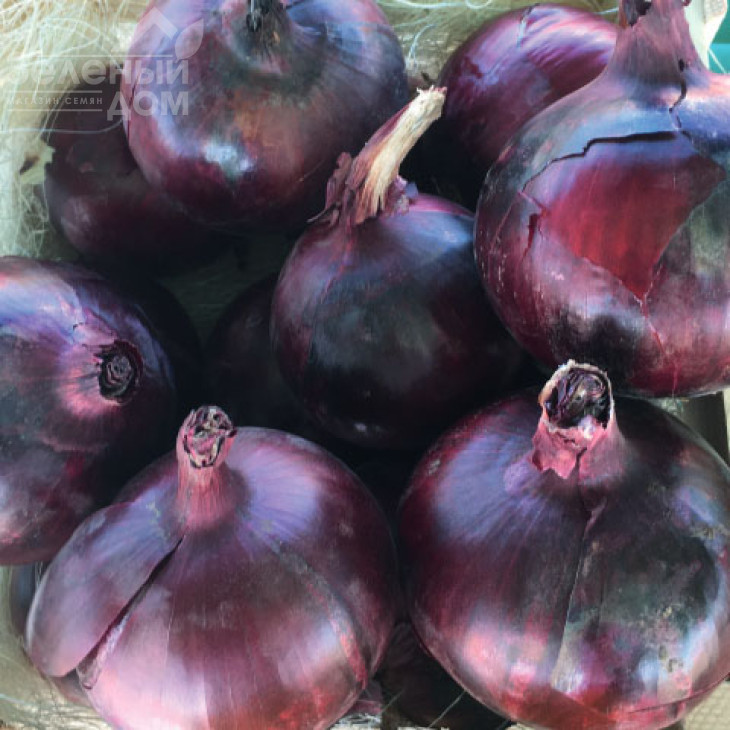 Таннат F1 / Tannat F1 фото 1