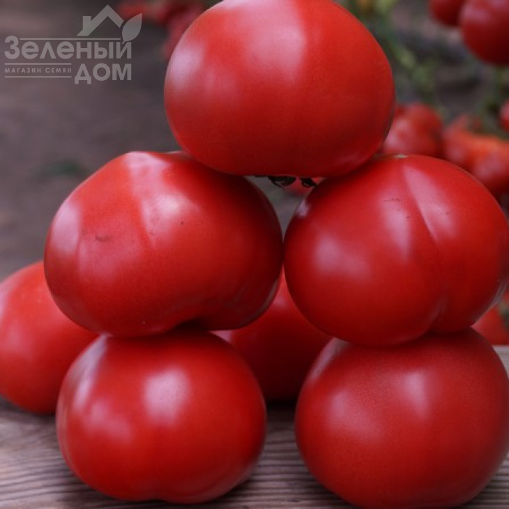 Макан F1 / Macan F1,55 днів фото 8