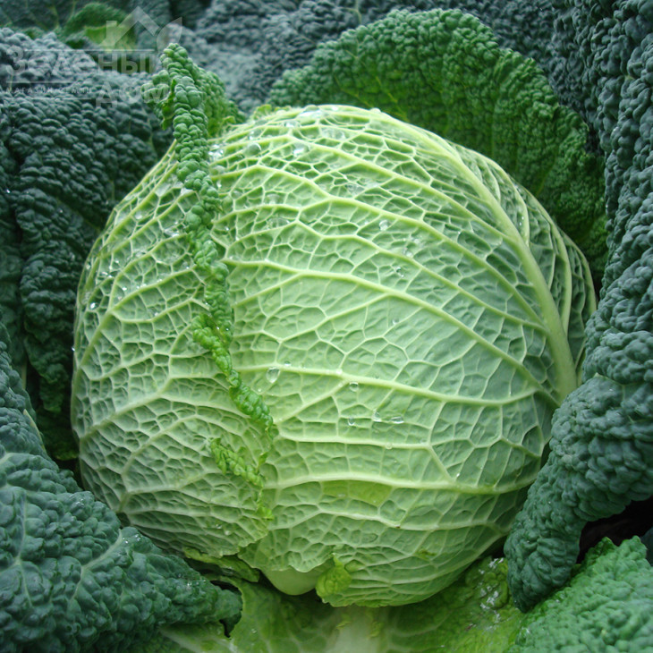 Турмалін F1 / Turmalin F1,140-145 днів фото 1