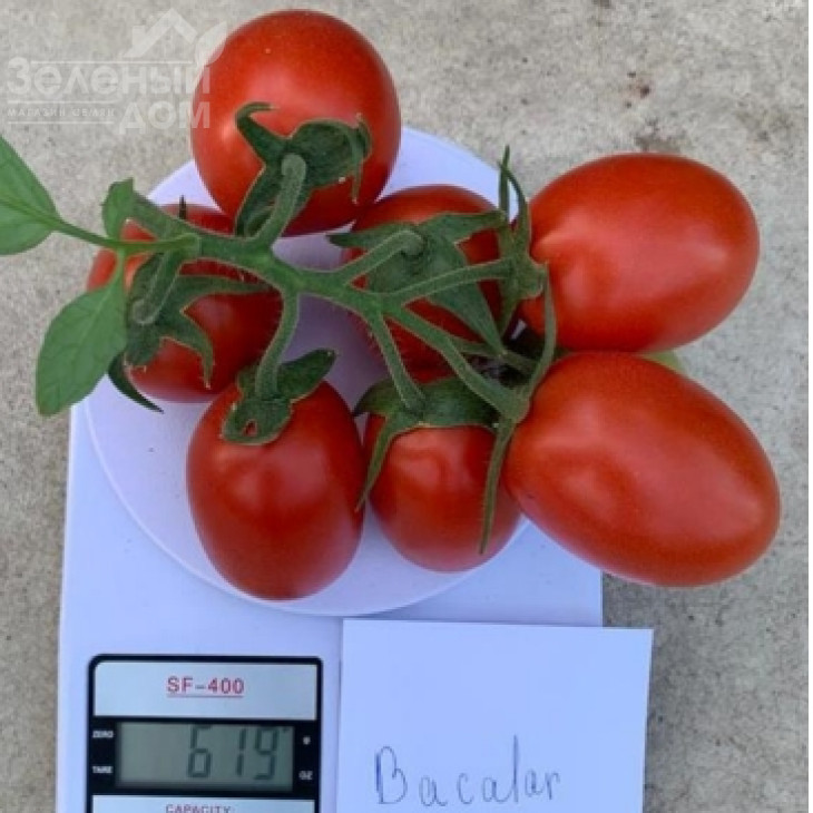 Бакалар F1 / Bakalar F1, 65 днів фото 2