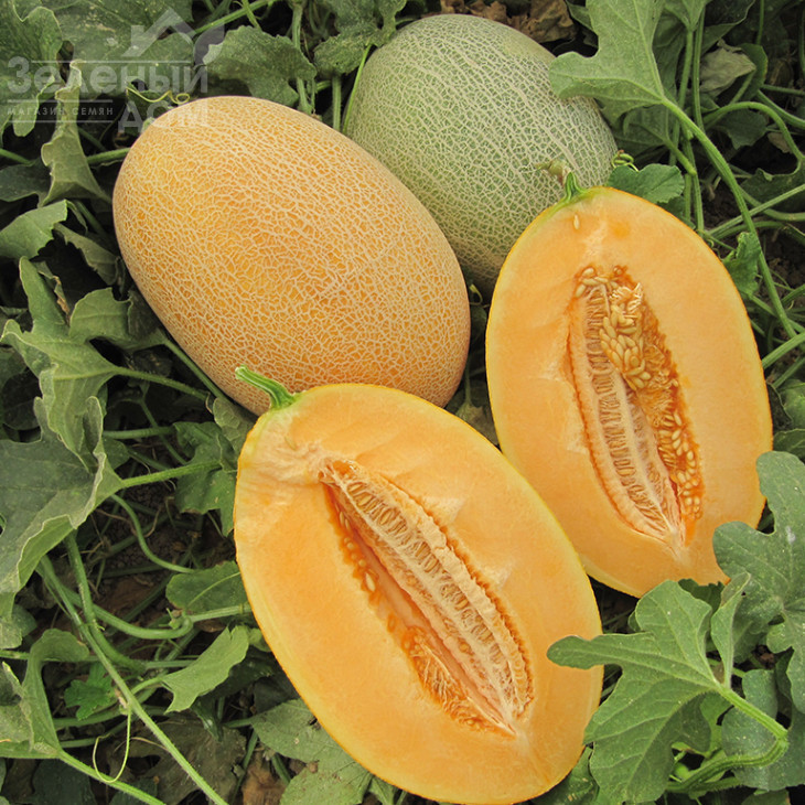 Кар'єра F1 / Career F1 фото 3