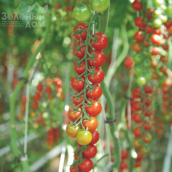 Сакура F1 / Sakura F1 фото 2