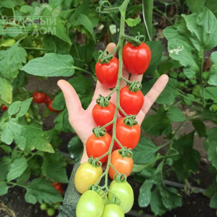 Саморі F1 / Samori F1, 65-70 днів фото 1