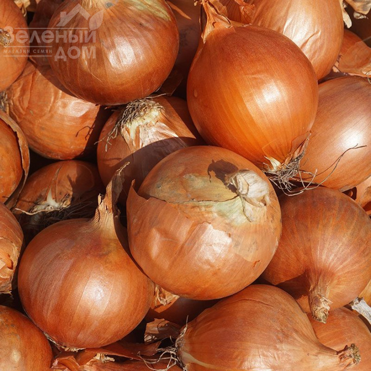 Оленка F1 / Olenka F1 фото 1