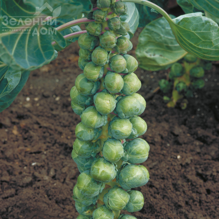 Абакус F1 / Abacus F1,110 - 115 днів фото 1