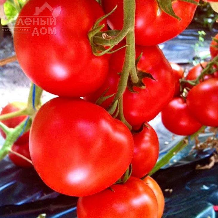 Агіліс F1 / Agilis F1,90-95 днів фото 3