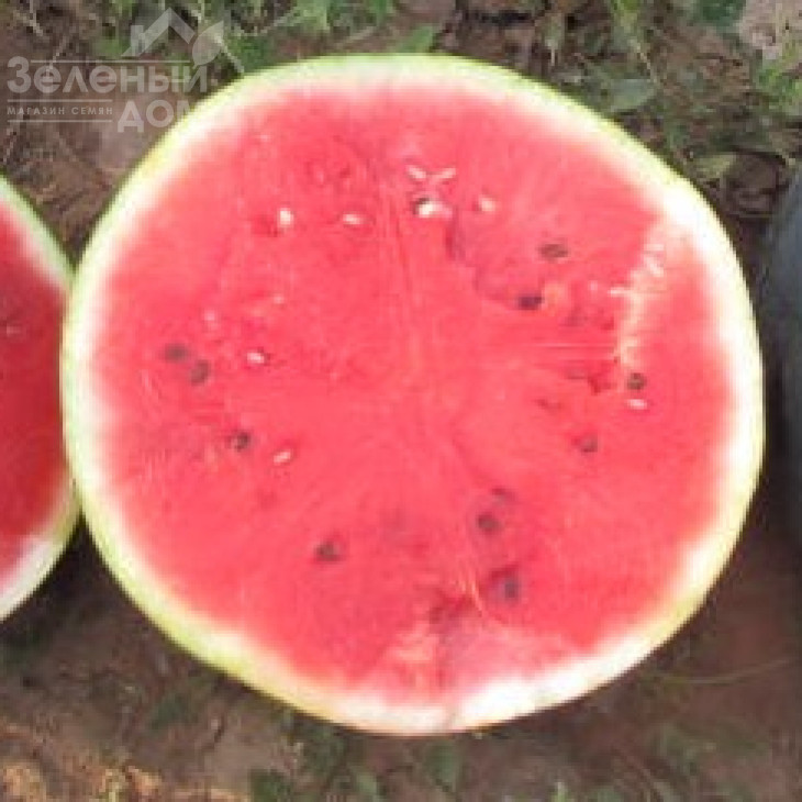 ЛС 1544 F1 / LS 1544 F1,70-75 днів фото 5