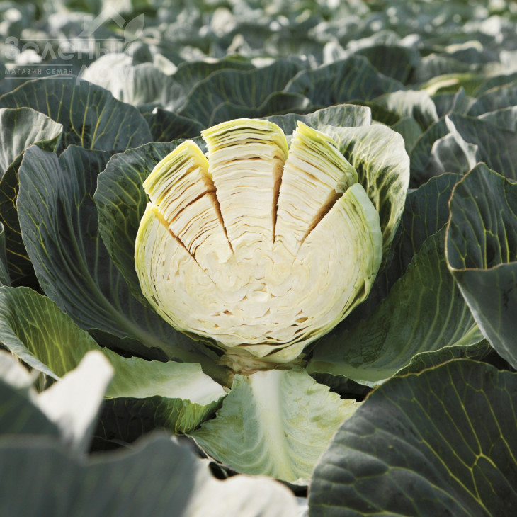 Сторідор F1 / Storidor F1,130-135 днів  фото 3