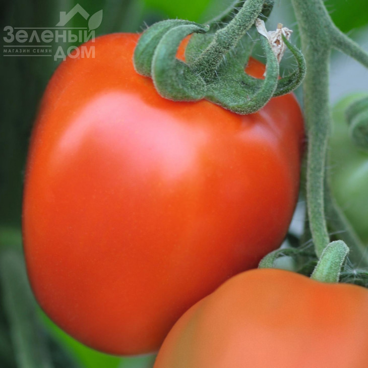 Беніто F1 / Benito F1,65-68 днів фото 1