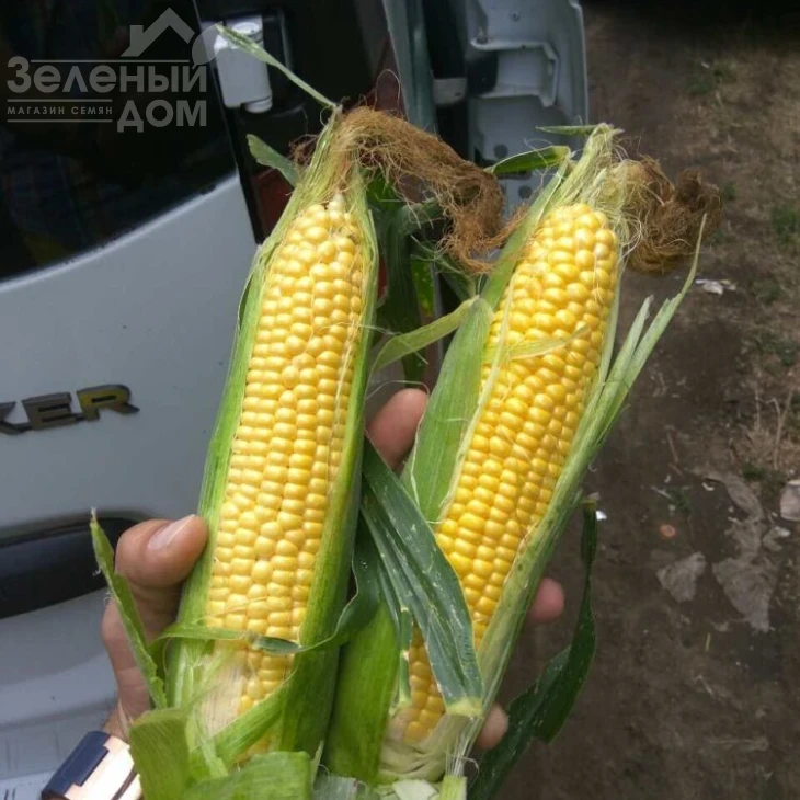 Хан F1 / Han F1,70-75 дней фото 2