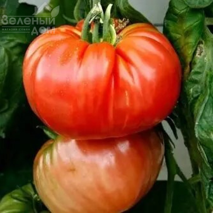 Роціоло F1 UG / Rociolo F1 UG, 65-75 днів фото 1