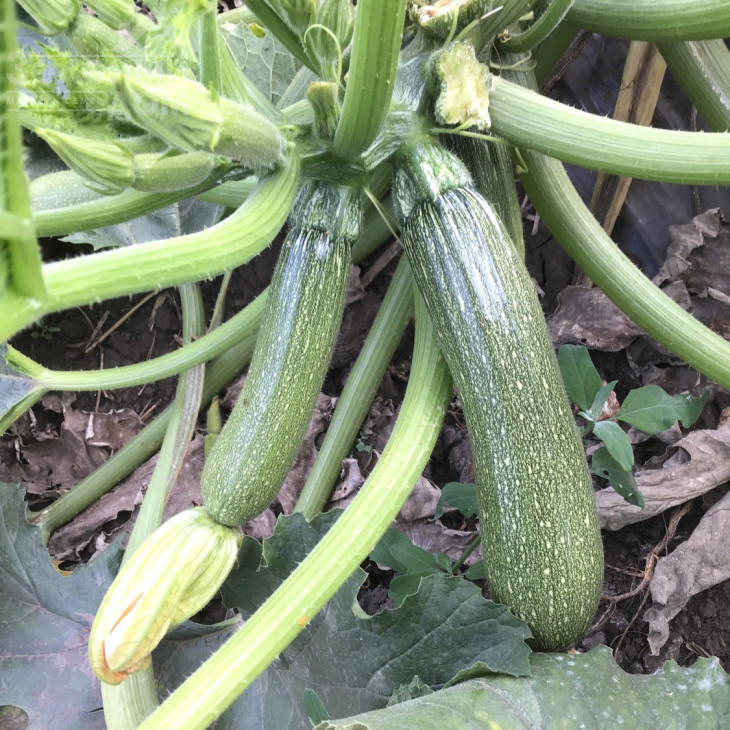 Селіена F1 / Celiena F1, 40-42 дні фото 1