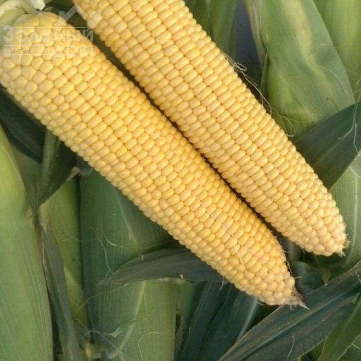 Мірза F1 / Mirza F1 фото 1