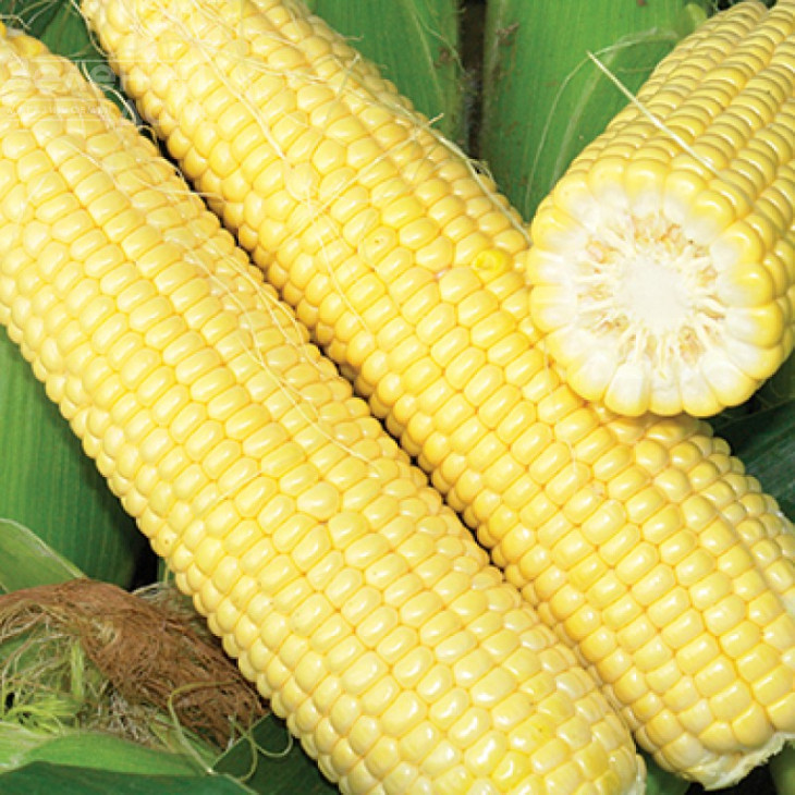 Сігнет F1 / Signet F1,70-72 дні фото 1