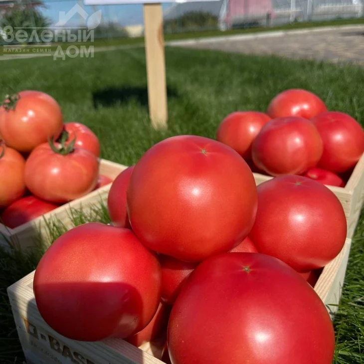 Грифон F1 / Gryphon F1,50-55 дней фото 5