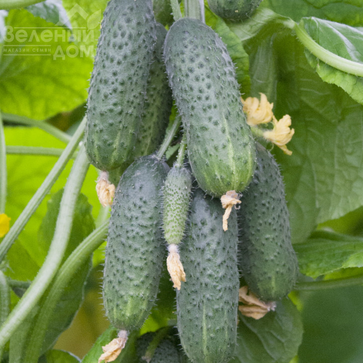 Анзор F1 / Ansor F1,40-45 днів фото 4