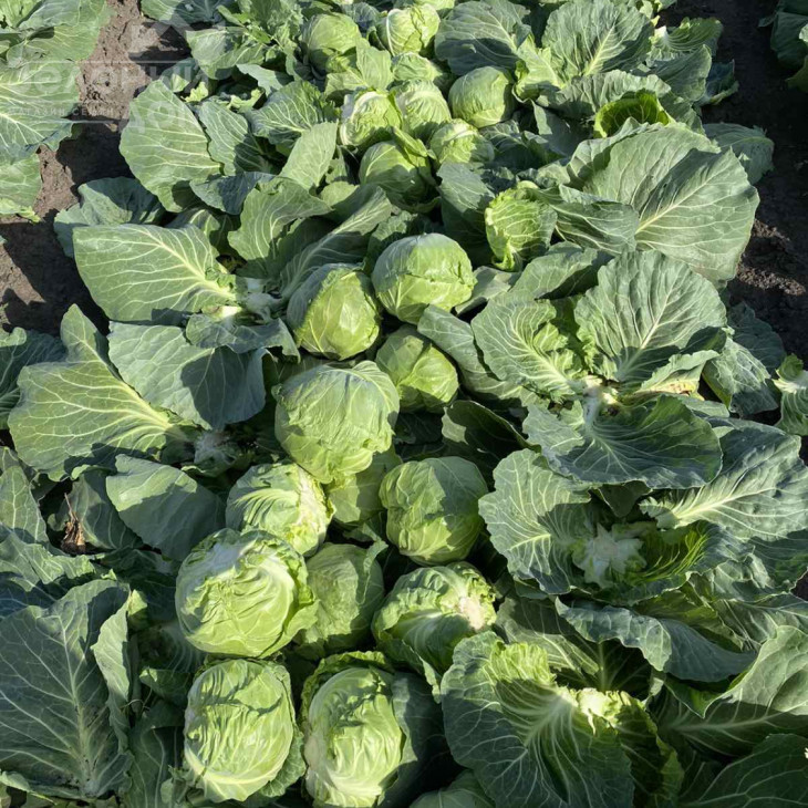 Каррера (17-1517)  F1 / Karrera (17-1517) F1,45-48 днів фото 2