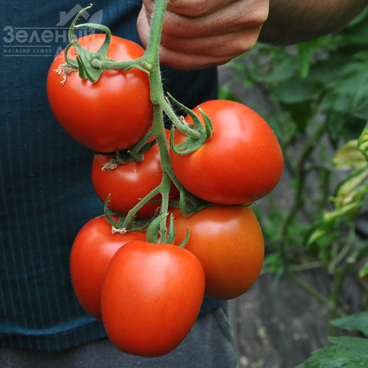 Рева F1 / Reva F1,90-95 днів фото 2