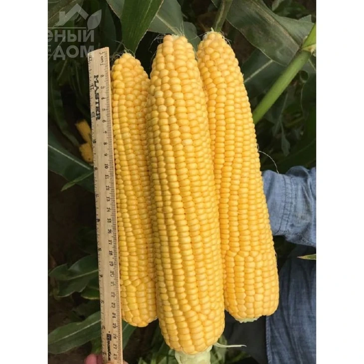 Драйвер F1 / Drayver F1 фото 1