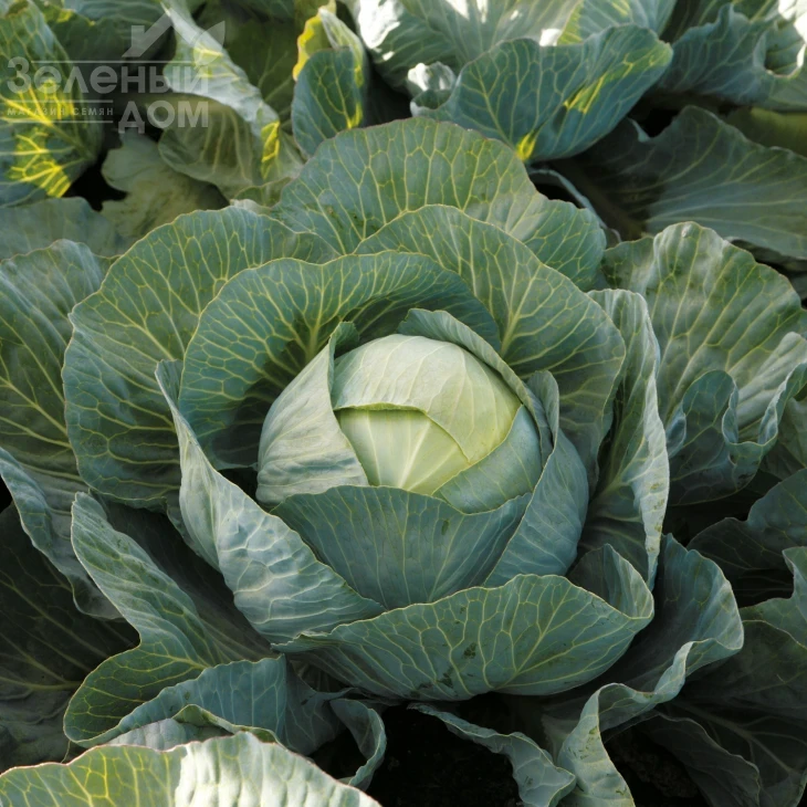 Эластор F1 / Elastor F1,115-125 дней фото 2