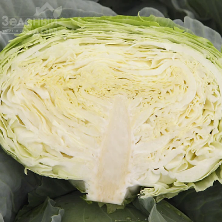 Мавунор F1 / Mavunor F1,80-85 дней фото 2