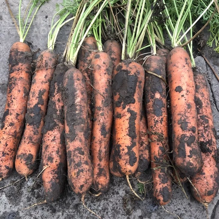 Ниндзя F1 / Ninja F1, 105 дней   фото 3