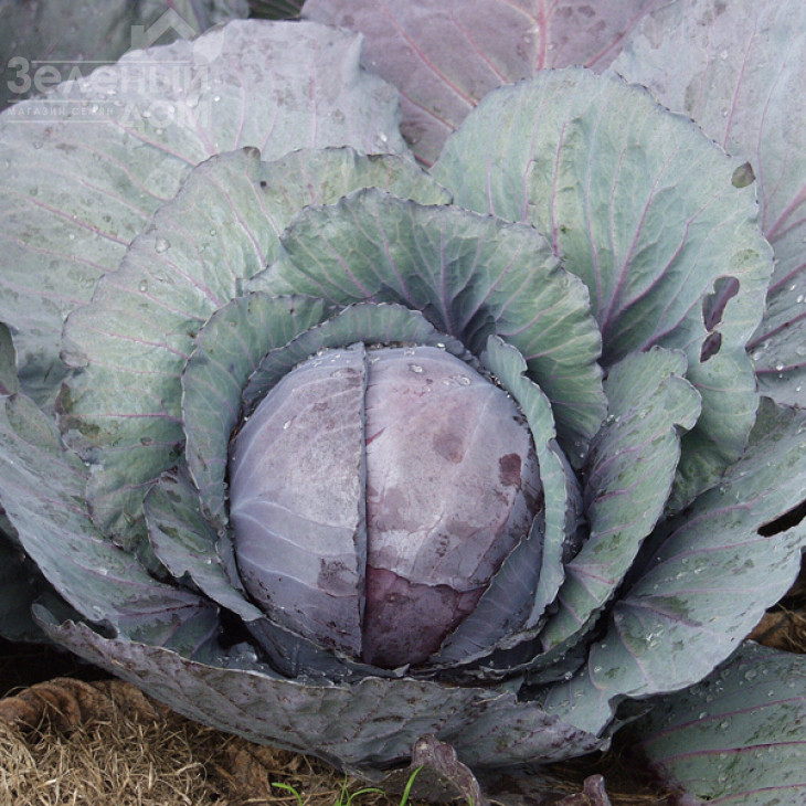 Редскай F1 / Redsky F1,75 днів фото 1