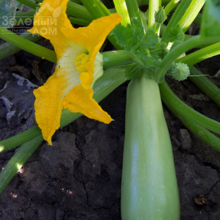 Лавіна F1 / Lavina F1 фото 2