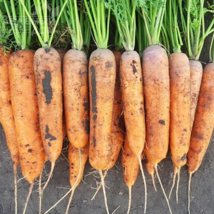 1932  F1 / 1932  F1, 90 днів фото 1